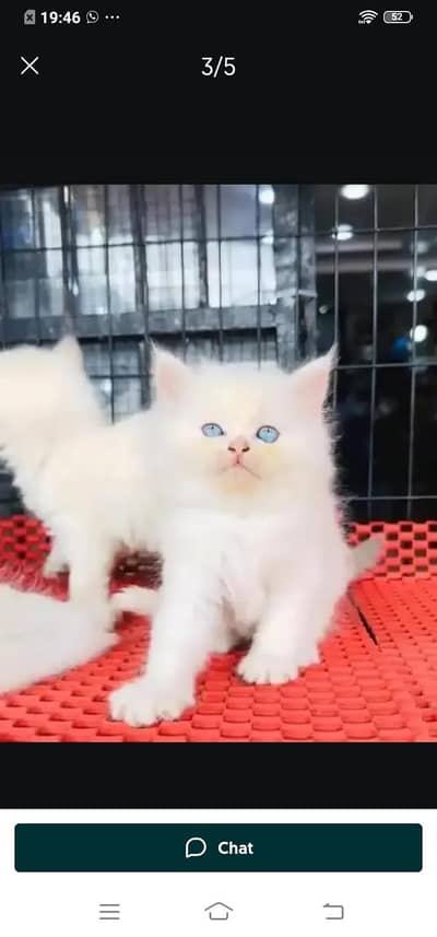 Persian cat for sale male or femalemy WhatsApp number3313091788