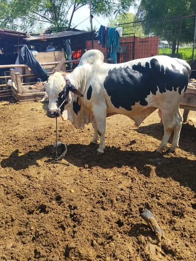 2 dant  bachra for sale