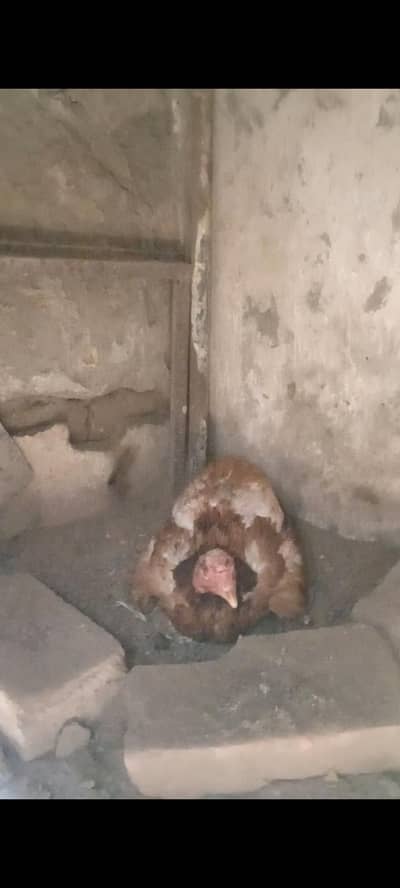 pure Aseel murgi kurk ma h