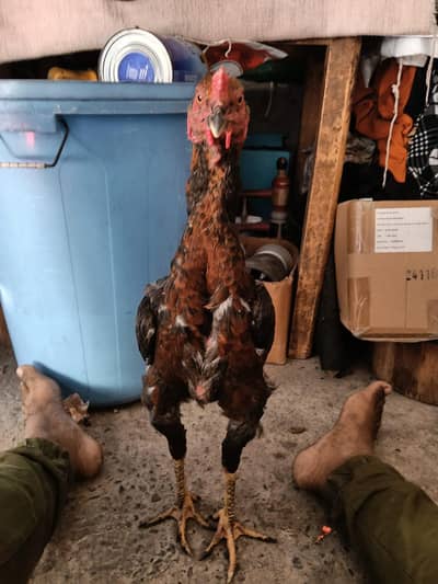 Thai aseel patha for sale q