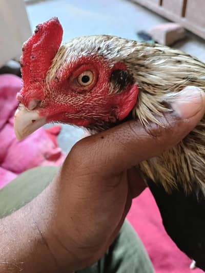 Mianwali aseel patha for sale