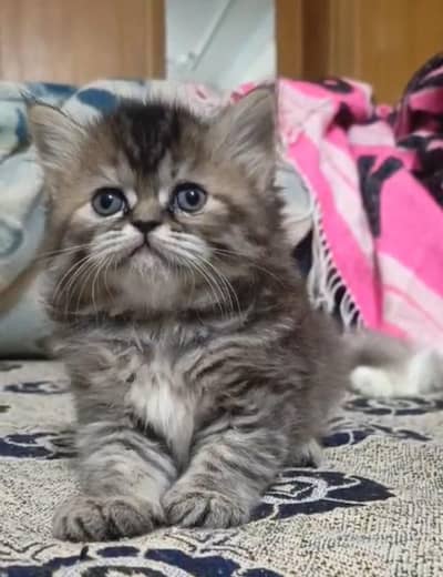 persian triple coat male and female kitten