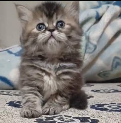 persian triple coat /biy colour male and female kitten