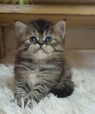 persian triple coat /biy colour male and female kitten