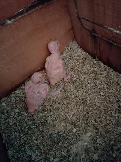 white RinGneCk chicks