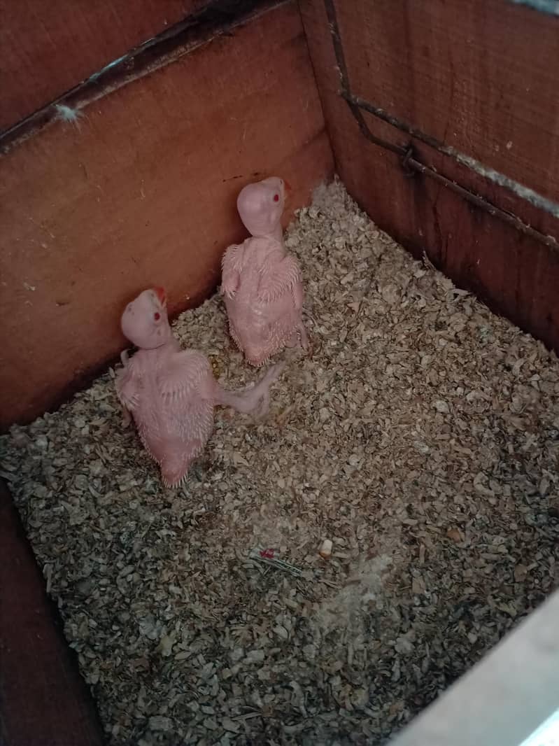 white RinGneCk chicks 1