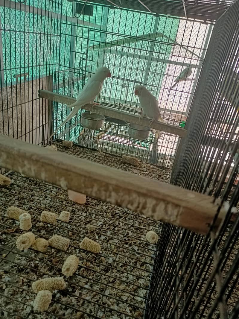 white RinGneCk chicks 2