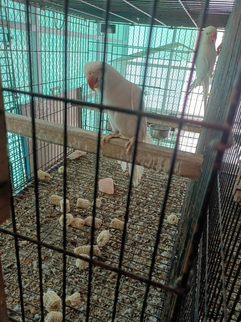 white RinGneCk chicks 3