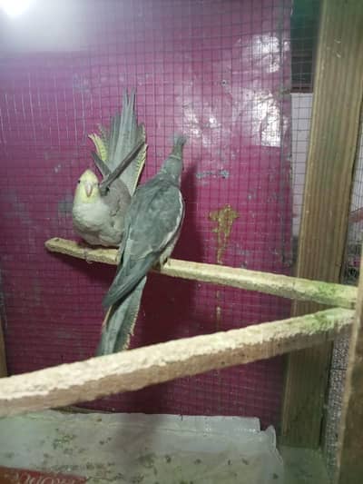 Cocktail Pair Or 3 Piece Budgies Or 1 Cage For sale  03098285378