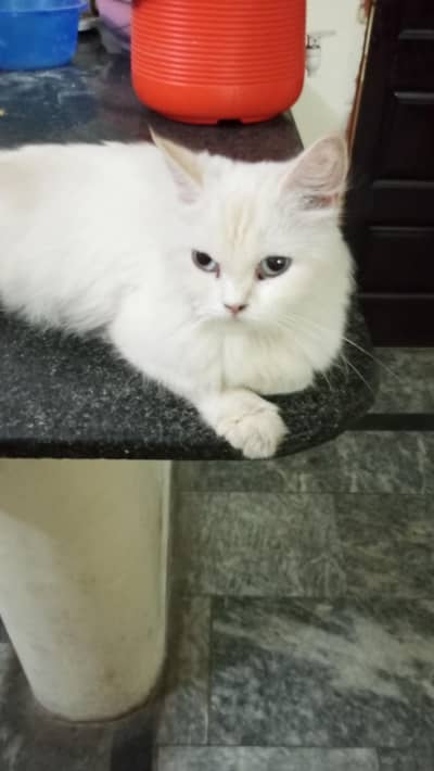 Persian cat for sale