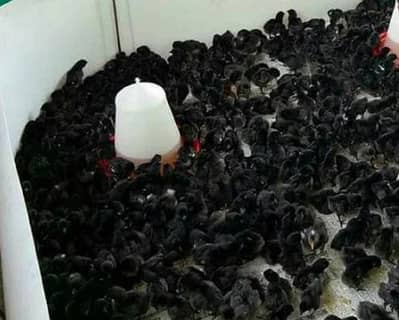 Australorp chicks | Black australorp chicks | pure australorp
