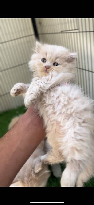 Persian 55 days age baby cats