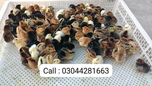 australorp chicks | rir | golden misri | fancy chicks | desi chicks