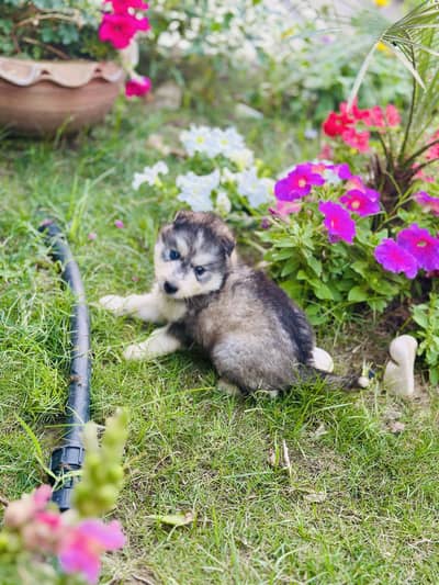 Siberian husky female puppy