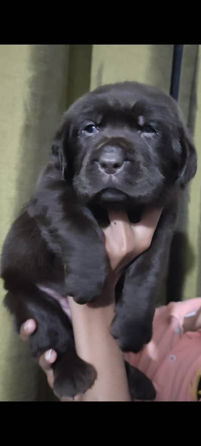 chocolate Labrador pedigree female
