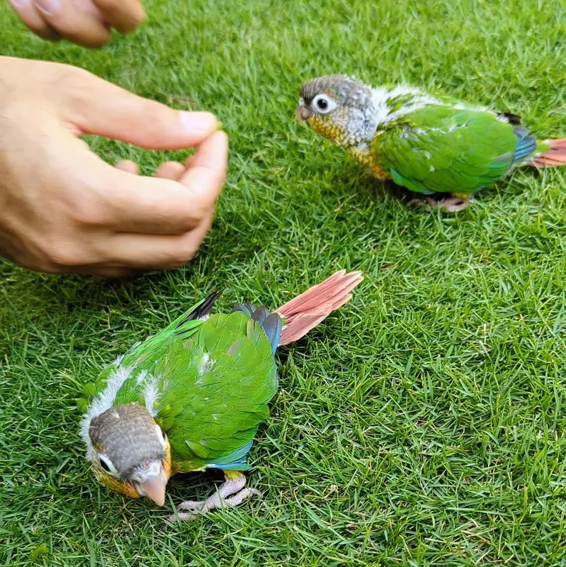 Green cheek conure — photo 5
