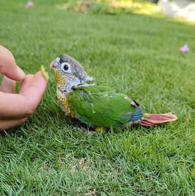 Young hand tamed Green cheek conure