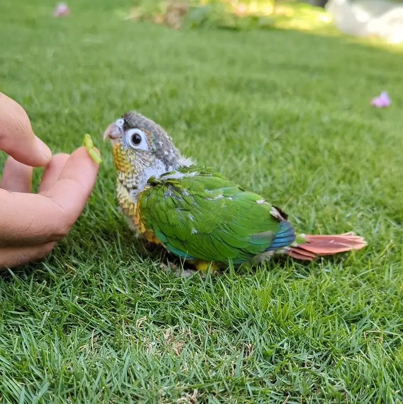 Green cheek conure — photo 6