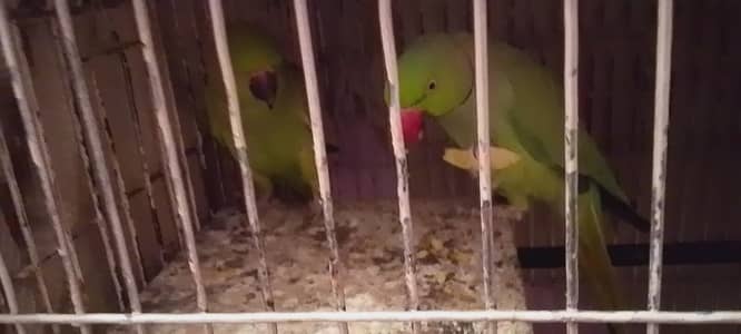 raw parrots adult pair