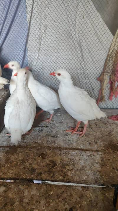White Albino Partridges (White Chakor)