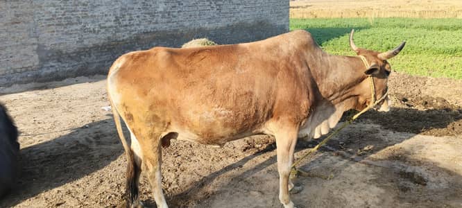 sahiwal nasl ki hai 3 warry