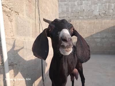 6dant bakri are sat 1bachi