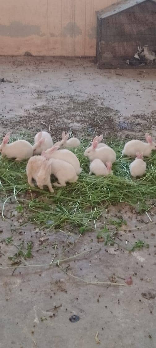 rabbits 1