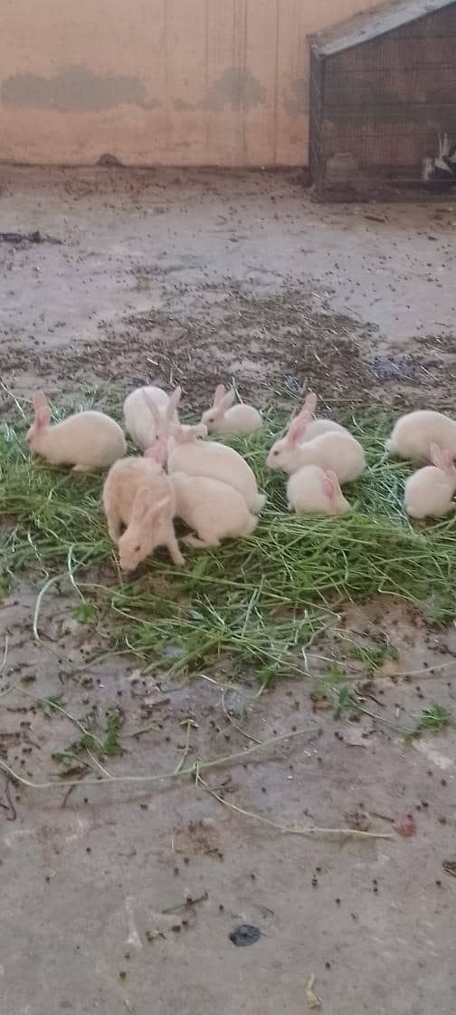 rabbits 2