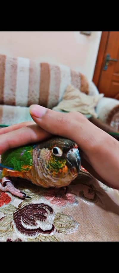 conure and cockatiel parrots Handtamed