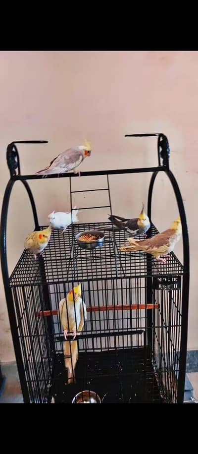 conure and cockatiel parrots Handtamed