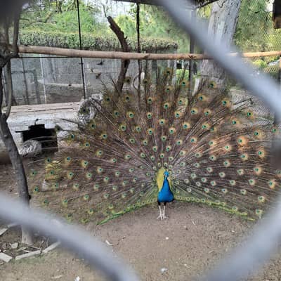 ned a barbar barber ke zarurt ha