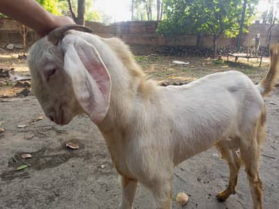 urgent sale 2 bakry for qurbani