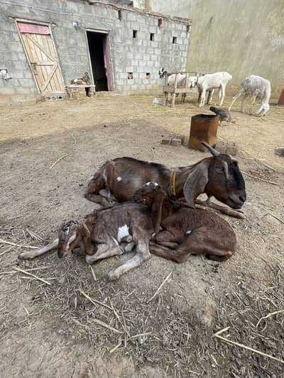 Goat  with 2 males baby