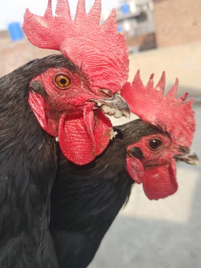 BLACK AUSTALOP ROOSTERS FULLY HEALTHY AND ACTIVE
