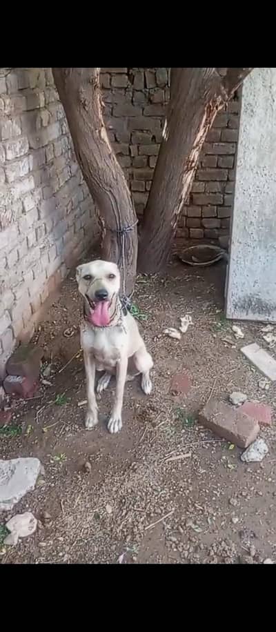 best security dog  full grunty urgent sale 03185030451