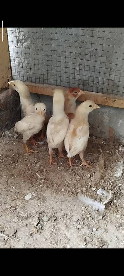 Aseel Heera Chicks Available