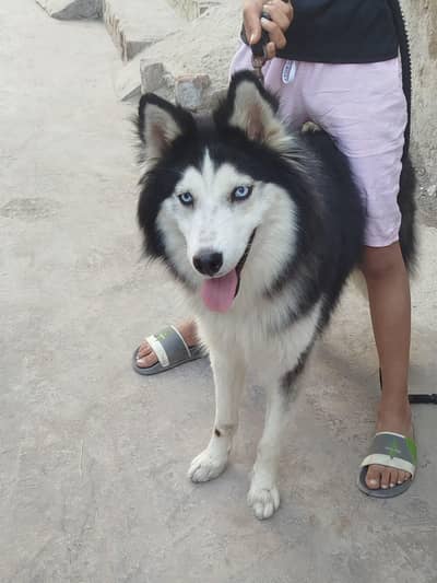 Siberian Husky Blue Eyes Wooly Coat Male | Also Stud Available
