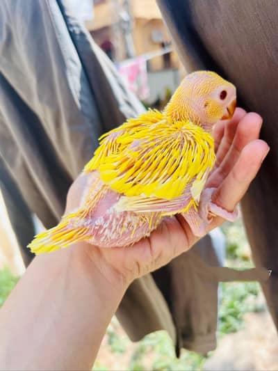 yellow ringneck parrot chick
