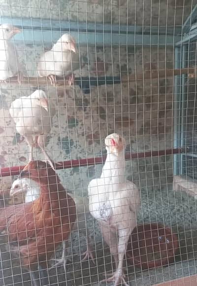 A+ Heera Aseel Chiks - 2 Nar 6 Madian Top Quality