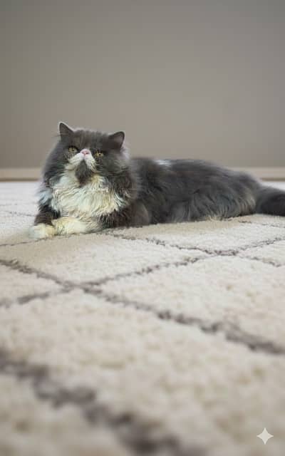 Persian Piki Male For Stud |Piki Male For Matting |Male Cat For Cross