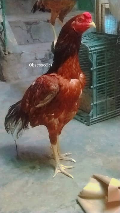 aseel saleta murga urgent sale