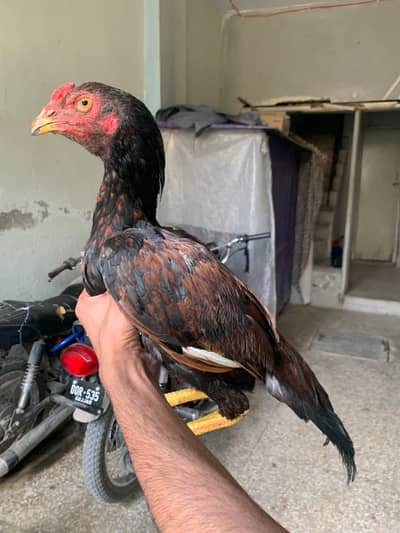 Pure aseel pathay forsale