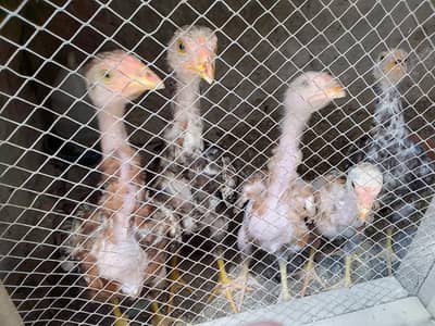 Aseel chick for sale hai