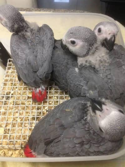 African grey parrot chik 03246481067