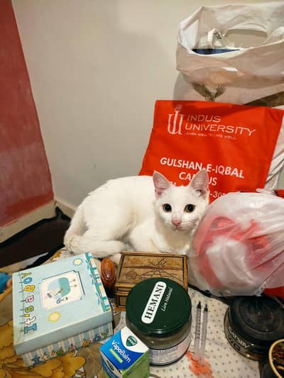 Indoor Local Breed Kittens Up For Adoption