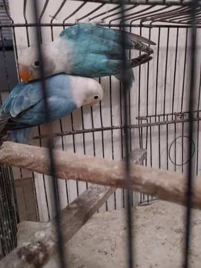 BLUE & VOILET OPALINE PAIR