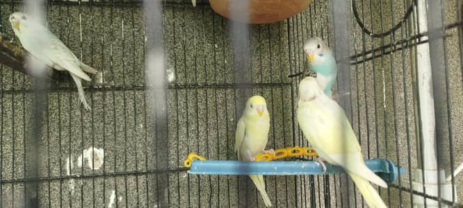 Cocktail Pair and Budgies Pair