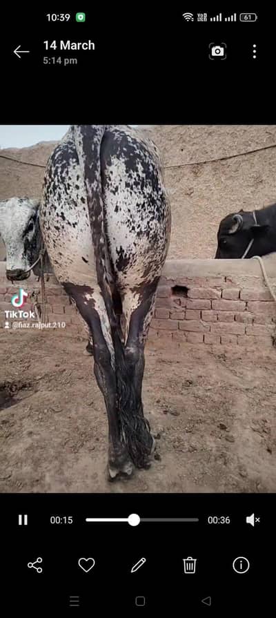 bohat he khobsorat Bachera  donda age 3year mukamil sehtat mand