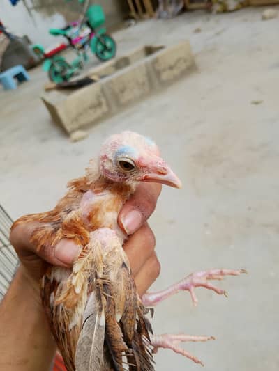 aseel amroha  2 male And 2 female 1 month kids for sale per peice 1000