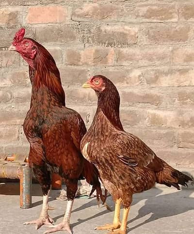 aseel amroha pair